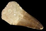 Large, Mosasaur (Prognathodon) Tooth #163701-1